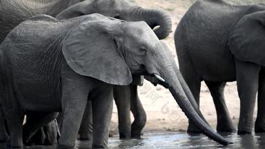 大象喝水